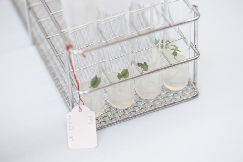 Potatoes propagate 100 times faster in vitro than in the soil © Agroscope, Carole Parodi