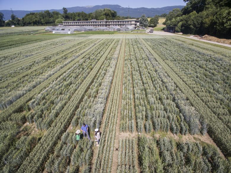 1,000 cereal samples are planted each year; the seeds are then harvested and used to replenish the gene bank's collection for the decades ahead © Agroscope, Carole Parodi