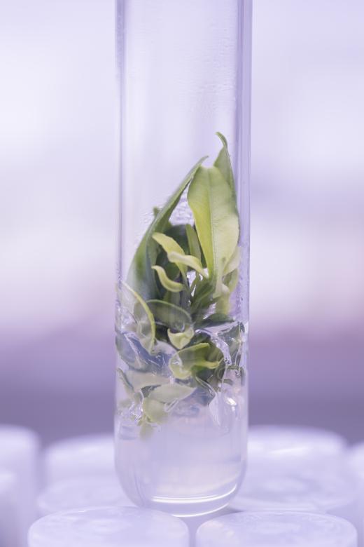 Citrus fruits such as clementines and lemons are stored in test tubes alongside berries and aromatic herbs © Agroscope, Carole Parodi